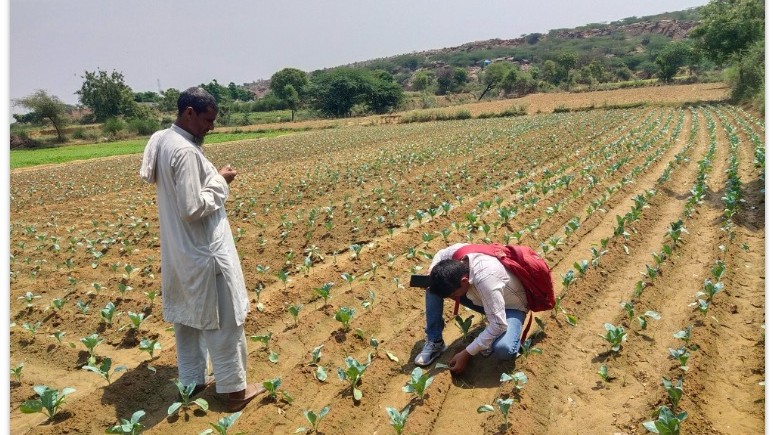 Agronomist and farmer examining a cabbage field